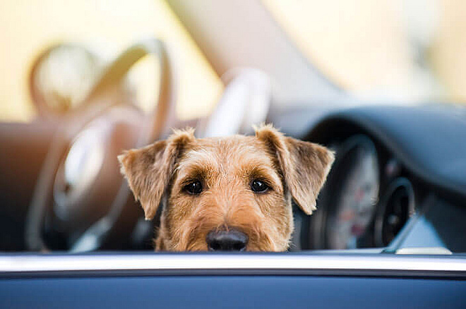 Hund im auto